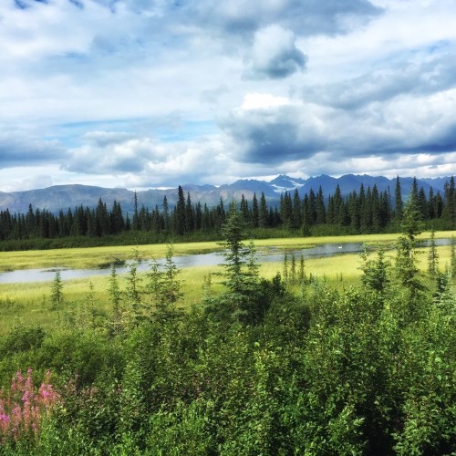 On the train, almost in Denali National Park