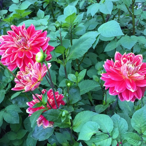 Linda's Dahlias