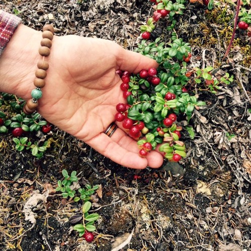 Low Bush Cranberries or Lingonberries