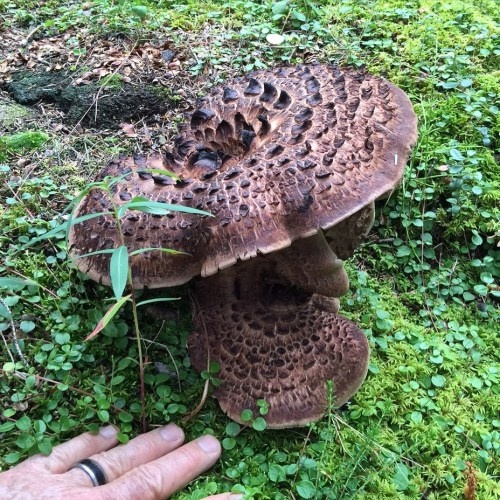 Giant Mushrooms