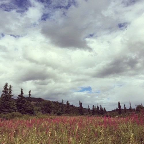 Fireweed in the Swale