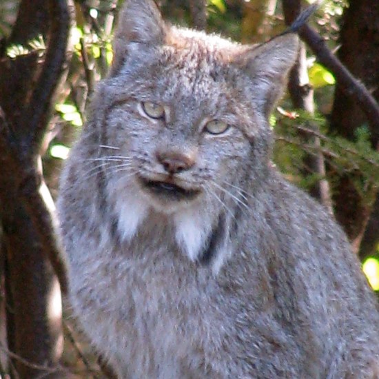 Stewart went for a stroll and met this lynx