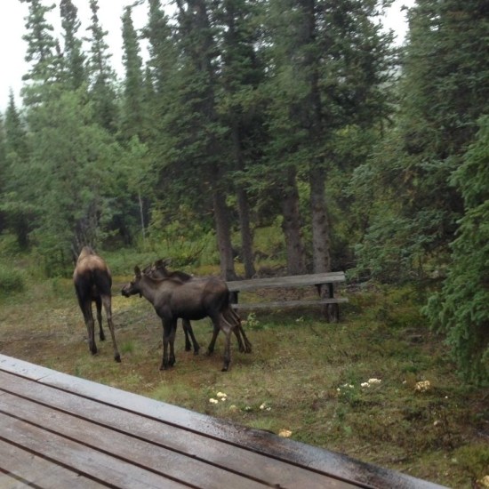 Female moose two calves