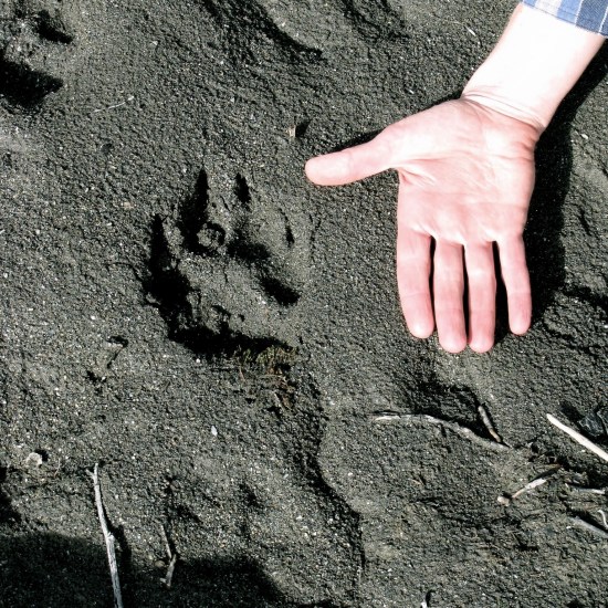 I have big hands, wolves have big paws