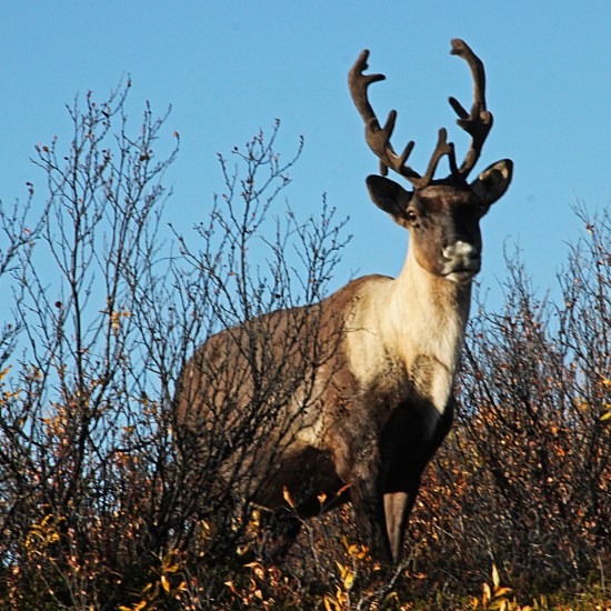 A young caribou buck with velvety antlers