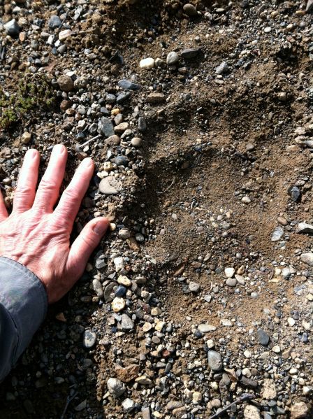 Grizzly Bear Paw Print