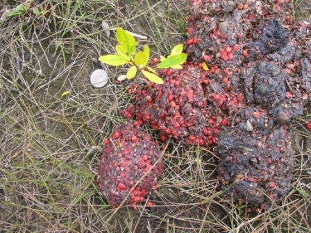 Grizzly Bear Scat