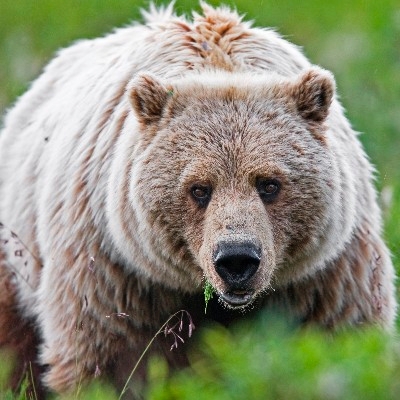 A Denali grizzly bear (Photo credit: National Park Service)