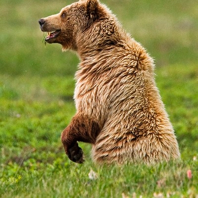 A standing grizzly (Photo Credit: National Park Service)