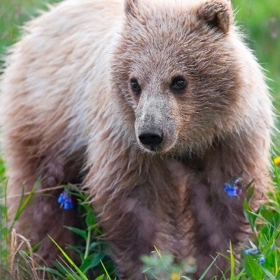 Yearling grizzly cub (Photo Credit: National Park Service)