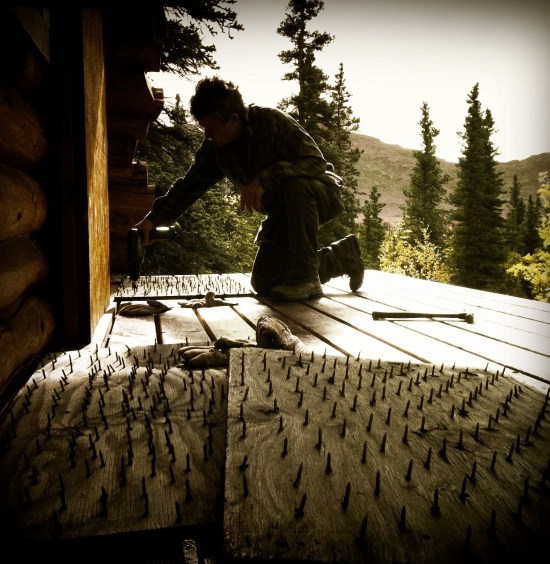 Installing welcome mats for grizzly bears