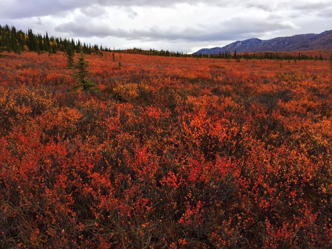 Photo of vivid fall colors on the tundra
